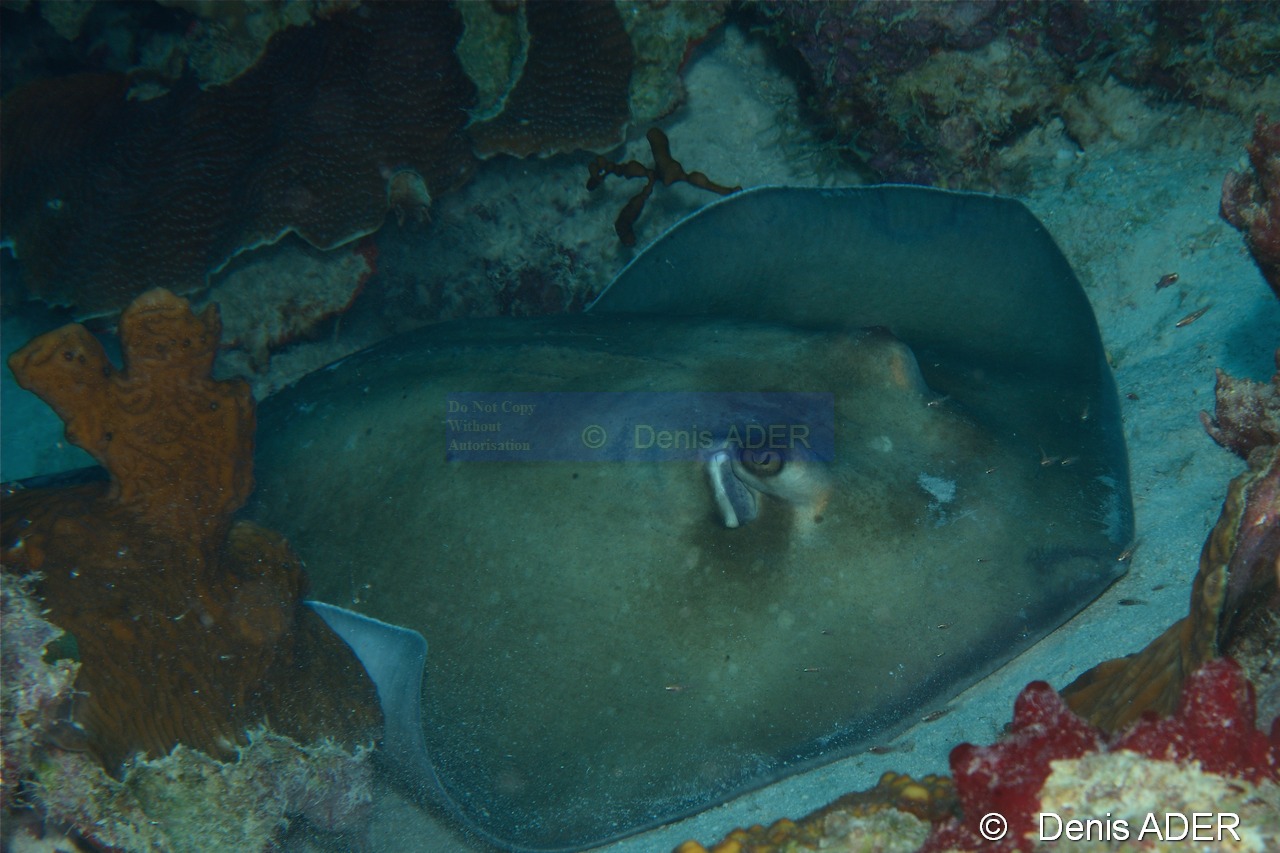 Bathytoshia centroura Pastenague epineuse-Bonaire Buddy reef-28m-20180221-Denis-ADER-DSC_7369_tn.jpg